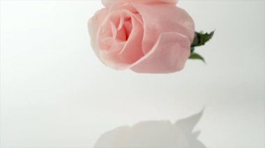 su yüzeyine düşen gül