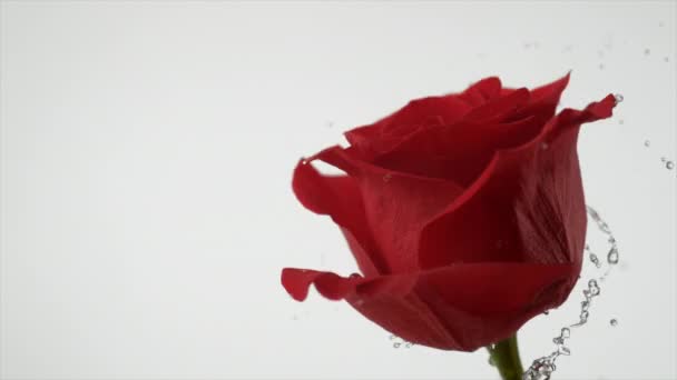 Spruzzi d'acqua sulla rosa rossa — Video Stock