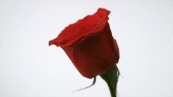 Water splashing on red rose — Stock Video