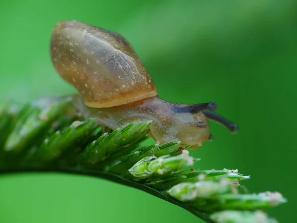 Caracol Uma Criatura Pequena Com Corpo Macio Molhado Uma Concha — Fotografia de Stock