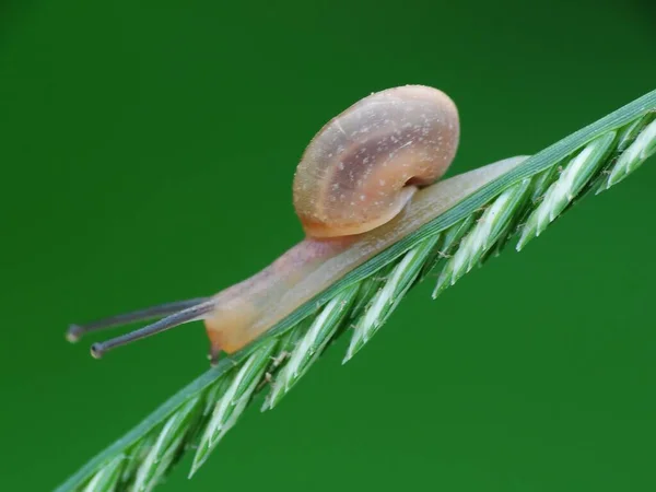 Snail Liten Varelse Med Mjuk Våt Kropp Och Ett Runt — Stockfoto