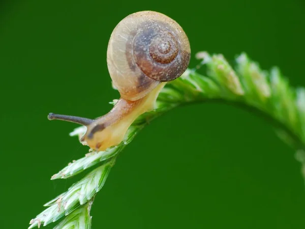 Caracol Uma Criatura Pequena Com Corpo Macio Molhado Uma Concha — Fotografia de Stock