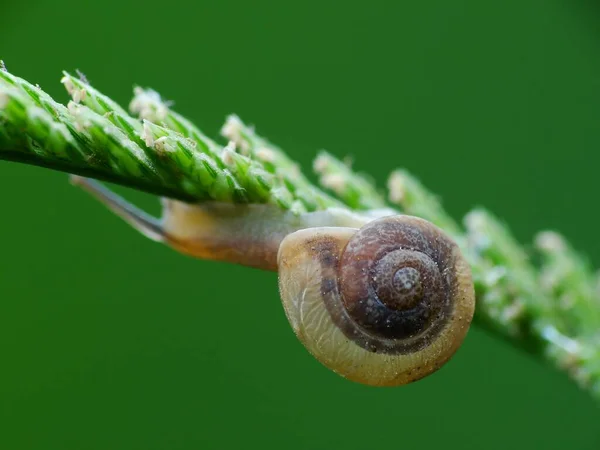 Caracol Uma Criatura Pequena Com Corpo Macio Molhado Uma Concha — Fotografia de Stock