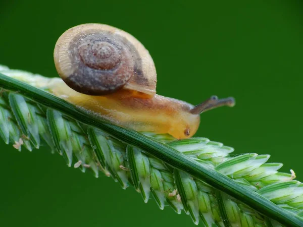 Caracol Uma Criatura Pequena Com Corpo Macio Molhado Uma Concha — Fotografia de Stock