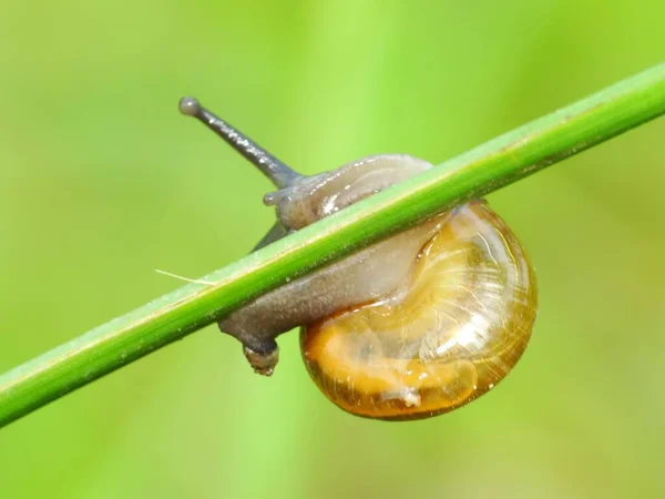 Slak Een Klein Schepsel Met Een Zacht Nat Lichaam Een — Stockfoto