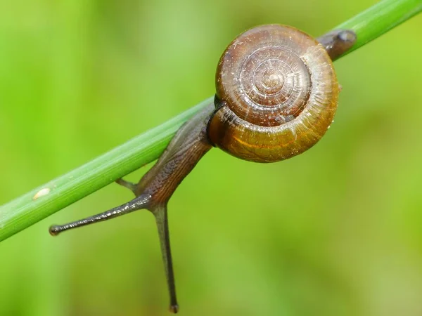 Slak Een Klein Schepsel Met Een Zacht Nat Lichaam Een — Stockfoto