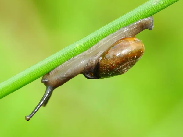 Snail Small Creature Soft Wet Body Shell Moves Very Slowly — Stock Photo, Image