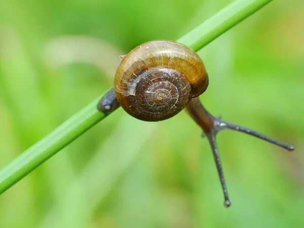 Snail Small Creature Soft Wet Body Shell Moves Very Slowly — Stock Photo, Image