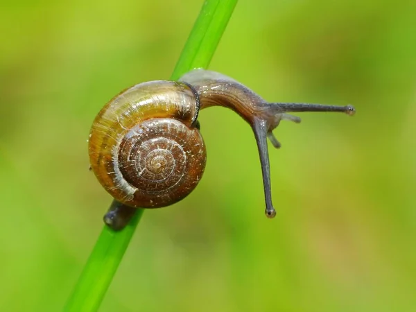 Snail Small Creature Soft Wet Body Shell Moves Very Slowly — Stock Photo, Image