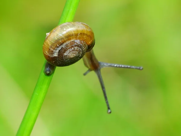 Caracol Una Pequeña Criatura Con Cuerpo Suave Húmedo Una Concha —  Fotos de Stock