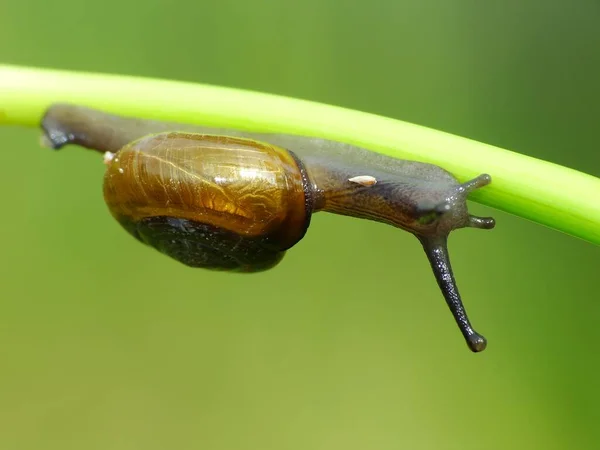 Caracol Uma Criatura Pequena Com Corpo Macio Molhado Uma Concha — Fotografia de Stock