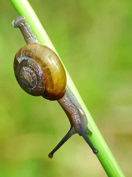 Caracol Uma Criatura Pequena Com Corpo Macio Molhado Uma Concha — Fotografia de Stock