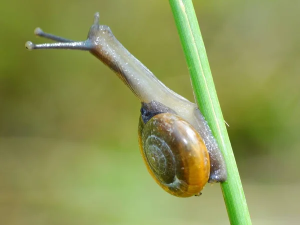 Caracol Uma Criatura Pequena Com Corpo Macio Molhado Uma Concha — Fotografia de Stock