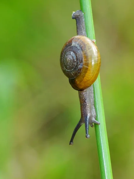 Caracol Uma Criatura Pequena Com Corpo Macio Molhado Uma Concha — Fotografia de Stock