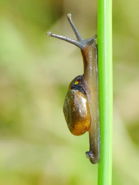 Caracol Uma Criatura Pequena Com Corpo Macio Molhado Uma Concha — Fotografia de Stock