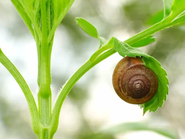 Caracol Uma Criatura Pequena Com Corpo Macio Molhado Uma Concha — Fotografia de Stock