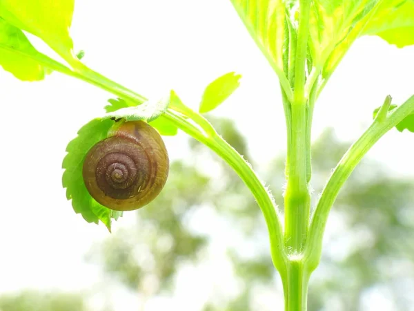 蜗牛是一种身体柔软 外壳圆圆的小动物 活动缓慢 经常吃花园的植物 — 图库照片