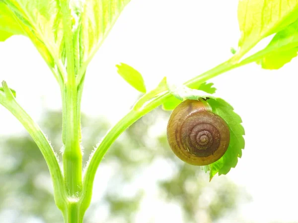 Caracol Uma Criatura Pequena Com Corpo Macio Molhado Uma Concha — Fotografia de Stock