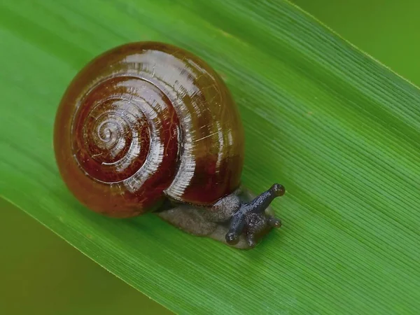 Snail Small Creature Soft Wet Body Shell Moves Very Slowly — Stock Photo, Image