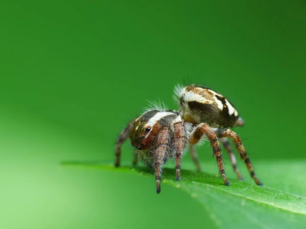 Pavouci Jsou Vzduchem Dýchající Členovci Kteří Mají Osm Nohou Tesáky — Stock fotografie