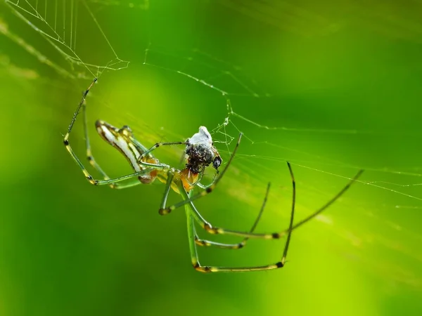 クモは8本の足を持つ空気呼吸性の節足動物であり 牙は一般的に毒を注射することができ 紡錘体は絹を排出する 生物の全種の多様性の中で7番目に大きいアラクニドの並び順です — ストック写真