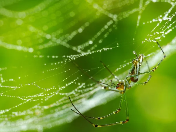 Spinnen Sind Luftatmende Gliederfüßer Die Acht Beine Haben Reißzähne Die — Stockfoto