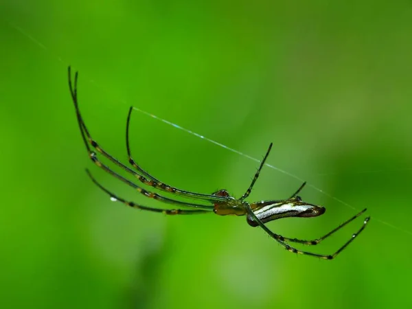 Aranhas São Artrópodes Respiradores Que Têm Oito Pernas Presas Geralmente — Fotografia de Stock