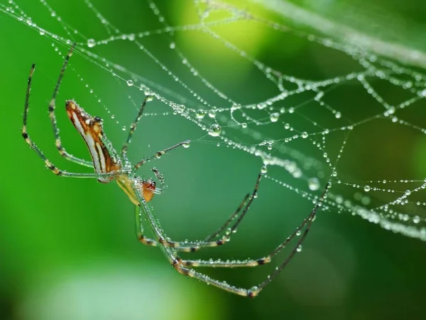 Spinnen Zijn Lucht Ademende Geleedpotigen Met Acht Poten Hoektanden Het — Stockfoto