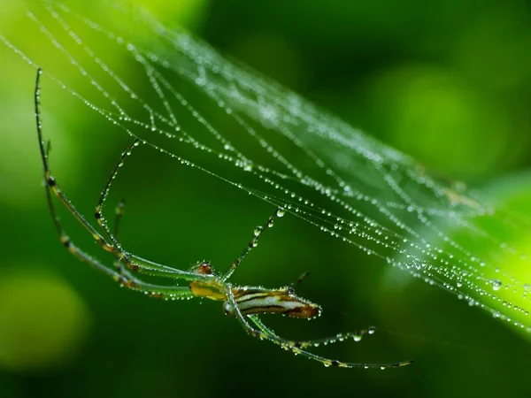 거미는 다리를 절지동물이며 수있는 송곳니와 거미줄을 제거하는 돌기를 가지고 이들은 — 스톡 사진