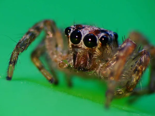 Aranhas São Artrópodes Respiradores Que Têm Oito Pernas Presas Geralmente — Fotografia de Stock