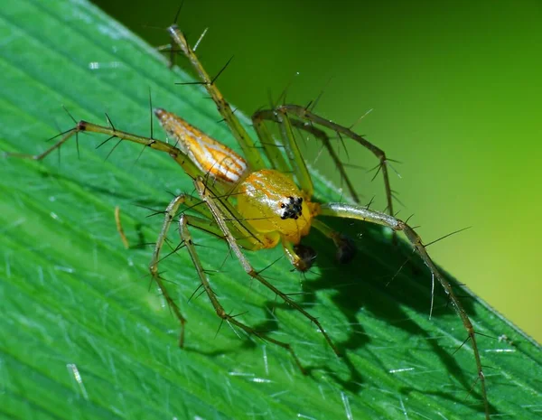 Spinnen Zijn Lucht Ademende Geleedpotigen Met Acht Poten Hoektanden Het — Stockfoto