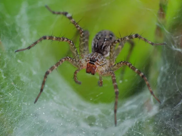 Spinnen Sind Luftatmende Gliederfüßer Die Acht Beine Haben Reißzähne Die — Stockfoto