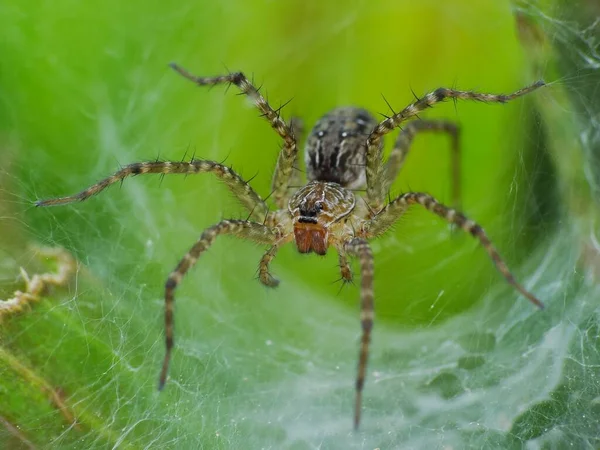 Spinnen Sind Luftatmende Gliederfüßer Die Acht Beine Haben Reißzähne Die — Stockfoto