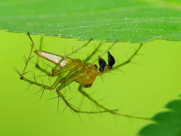 Las Arañas Son Artrópodos Respiratorios Aire Que Tienen Ocho Patas — Foto de Stock