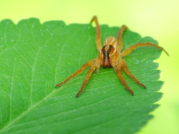 Spinnen Sind Luftatmende Gliederfüßer Die Acht Beine Haben Reißzähne Die — Stockfoto