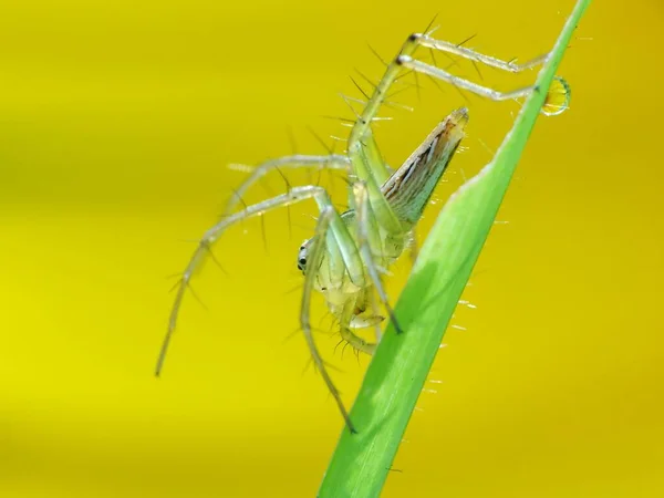 Spiders Air Breathing Arthropods Have Eight Legs Fangs Generally Able — Stock Photo, Image