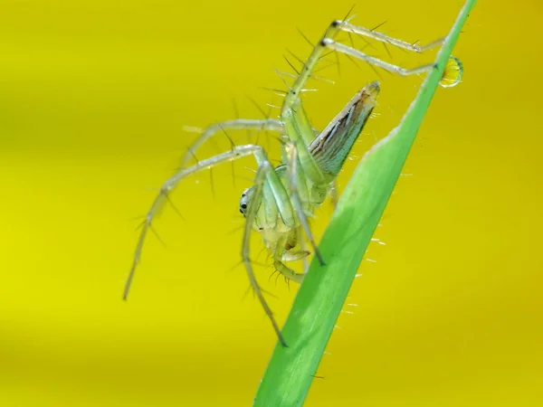 Pavouci Jsou Vzduchem Dýchající Členovci Kteří Mají Osm Nohou Tesáky — Stock fotografie