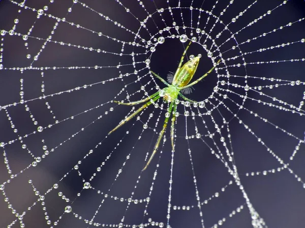 Pavouci Jsou Vzduchem Dýchající Členovci Kteří Mají Osm Nohou Tesáky — Stock fotografie
