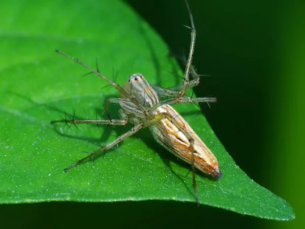 Aranhas São Artrópodes Respiradores Que Têm Oito Pernas Presas Geralmente — Fotografia de Stock