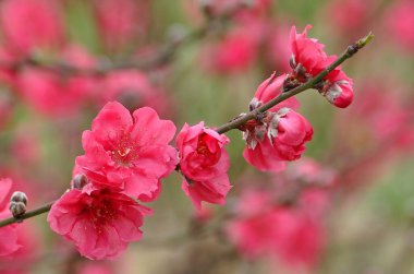 Tomurcuklar, yapraklar ve çiçekler baharda yağmurlu günler sonrasında ortaya çıkar 