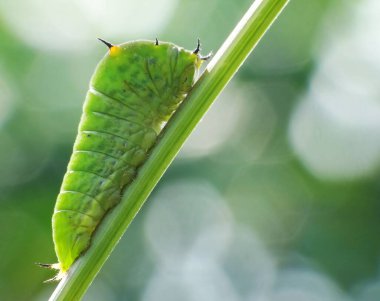 Solucanlar, genellikle uzuvları olmayan ve uzun silindirik tüp benzeri bir gövdeye sahip çok farklı uzaktan akraba hayvanlardır.