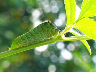 Solucanlar, genellikle uzuvları olmayan ve uzun silindirik tüp benzeri bir gövdeye sahip çok farklı uzaktan akraba hayvanlardır.