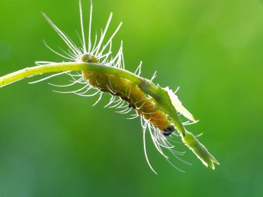 Solucanlar, genellikle uzuvları olmayan ve uzun silindirik tüp benzeri bir gövdeye sahip çok farklı uzaktan akraba hayvanlardır.