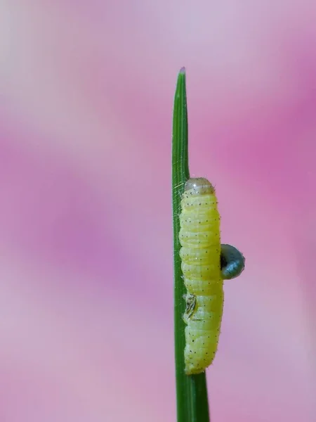 Worms Many Different Distantly Related Animals Typically Have Long Cylindrical — Stock Photo, Image