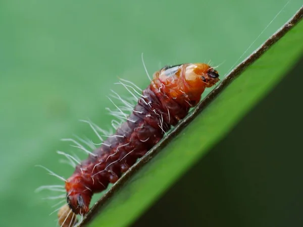 Würmer Sind Viele Verschiedene Entfernte Verwandte Tiere Die Typischerweise Einen — Stockfoto