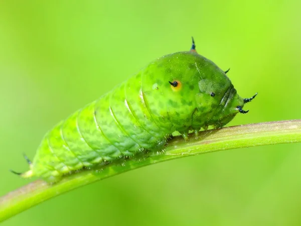 Los Gusanos Son Muchos Animales Distantemente Relacionados Que Típicamente Tienen — Foto de Stock