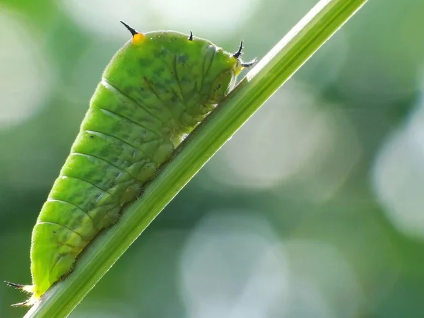 Vermi Sono Molti Diversi Animali Lontanamente Correlati Che Genere Hanno — Foto Stock