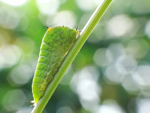 Würmer Sind Viele Verschiedene Entfernte Verwandte Tiere Die Typischerweise Einen — Stockfoto