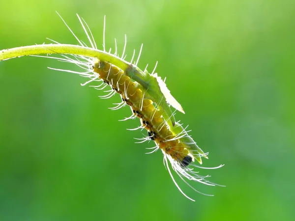 Würmer Sind Viele Verschiedene Entfernte Verwandte Tiere Die Typischerweise Einen — Stockfoto