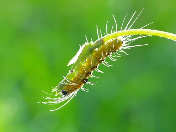 Les Vers Sont Nombreux Animaux Distants Qui Ont Généralement Long — Photo